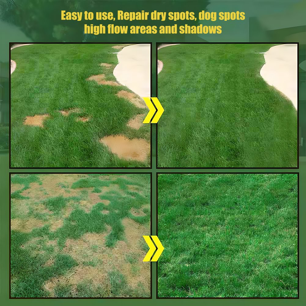 🌱2026 Evergreen Dwarf Grass Seed for Four Seasons